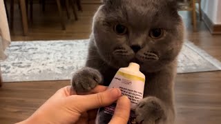 You really don’t want to subscribe me?🥺 #cat #scotishfold #catvideos #catlover #kitten #funnycats by Scott the painter cat 479 views 5 months ago 1 minute, 7 seconds
