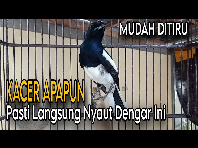 MUDAH DITIRU || Kacer Apapun Pasti Langsung Nyaut Dengar Suara Pancingan Gacor Memanggil Ini class=