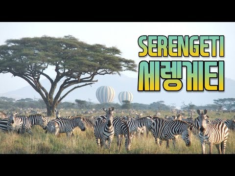 아프리카 탄자니아 여행/끝없는 초원 세렝게티의 동물들 /사파리