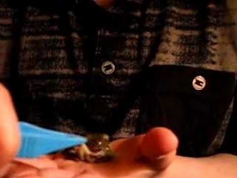 video phone beyonce mp3 Chewi The Whites Tree Frog bites into a cricket