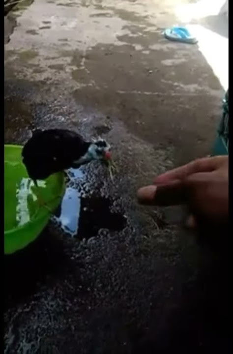 Ruak ruak jinak dan gacor