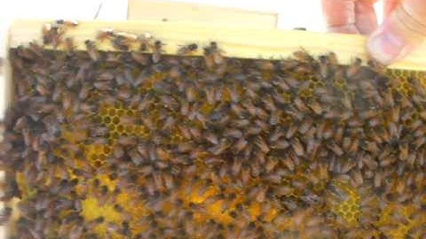 Inspecting Two Week Old Hive