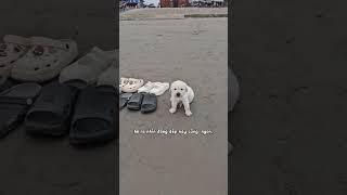 Rủ người ta đi biển xong bắt ngồi trông dép, đang phân vân ko biết nên cắn chiếc nào trước 😅 #pets