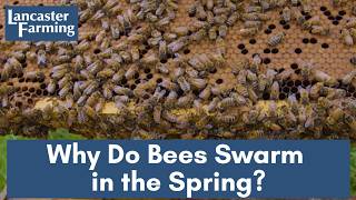 Why Do Bees Swarm?