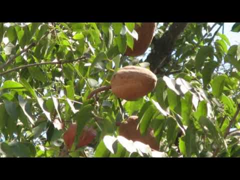 Video: Mahogni Tree Information: Lær om Mahogny Tree Fakta og bruksområder