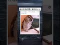 反応がかわいいフクロウ#面白い #おもしろ #tiktok #Twitter #2ch #5ch