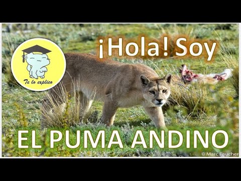 Recogiendo hojas Por favor mira Poner a prueba o probar EL PUMA ANDINO - YouTube