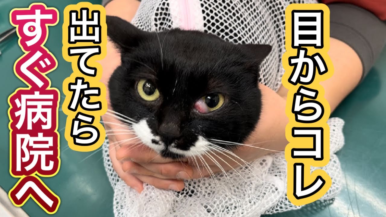 If you notice this coming out of your cat's eyes, be careful [Cat