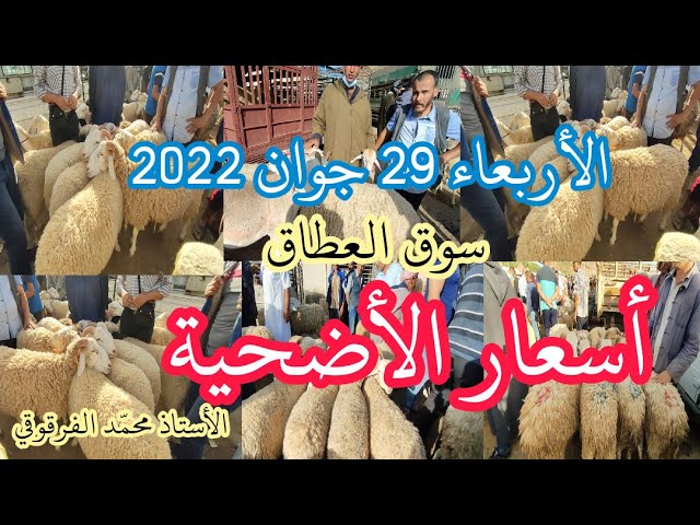 أسعار الأضاحي من سوق الأغنام العطاف الأربعاء 29 جوان 2022