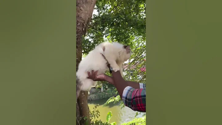 Video 6068941: shorthair maine coon cat, cat funny exotic shorthair, coon cat punch face, semi punch face cat, catlover cutecat