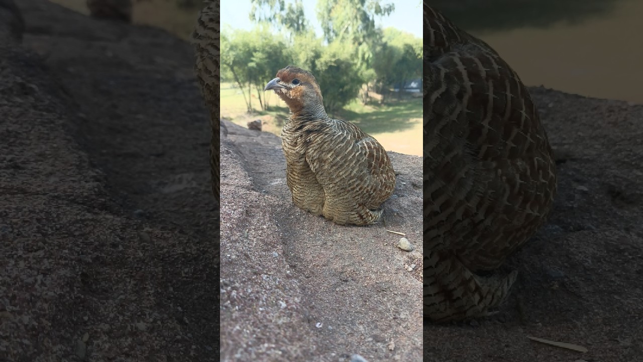 grey francolin cute chicks😘😘 