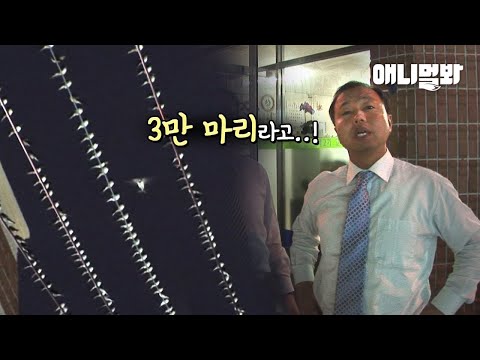 &amp;<strong>quot</strong>;전깃줄이 남다른가.. 자꾸 친구새를 불러와&amp;<strong>quot</strong>; 골목새권 활성화된 어느 골목ㅋㅋㅣ30K Swallows Gathered <strong>At</strong> One Alley Because..