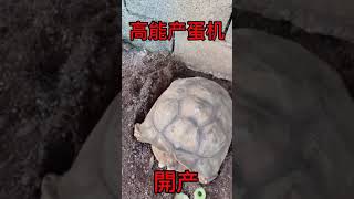 Giant Tortoises at Full Speed #11