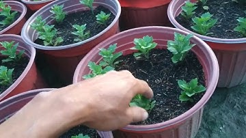 kĩ thuật trồng hoa cúc Hà Lan 2023