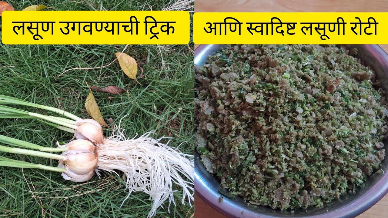 लसुणी रोटी:हिरवी लसूणपात आणि बाजरीची भाकरी यांपासून केलेला स्वादिष्ट पदार्थ.