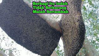 Panen Ke 11 Tidak Berkurang Malah Bertambah Banyak #lebah #madu #hutan #alam #maduhutan #panenmadu