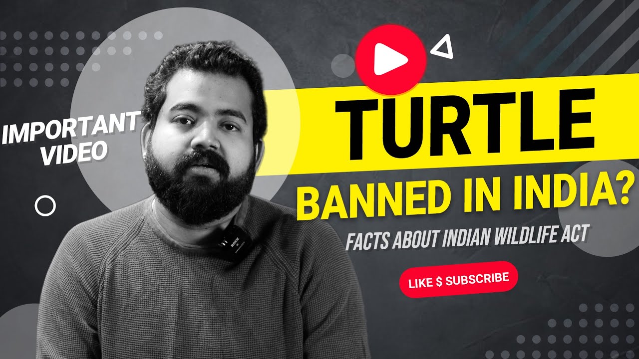 Is turtle Banned in India LittleMermaid YouTube
