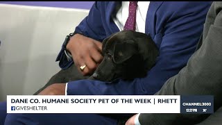 Pet-entially Yours: Meet Rhett from the Dane County Humane Society!