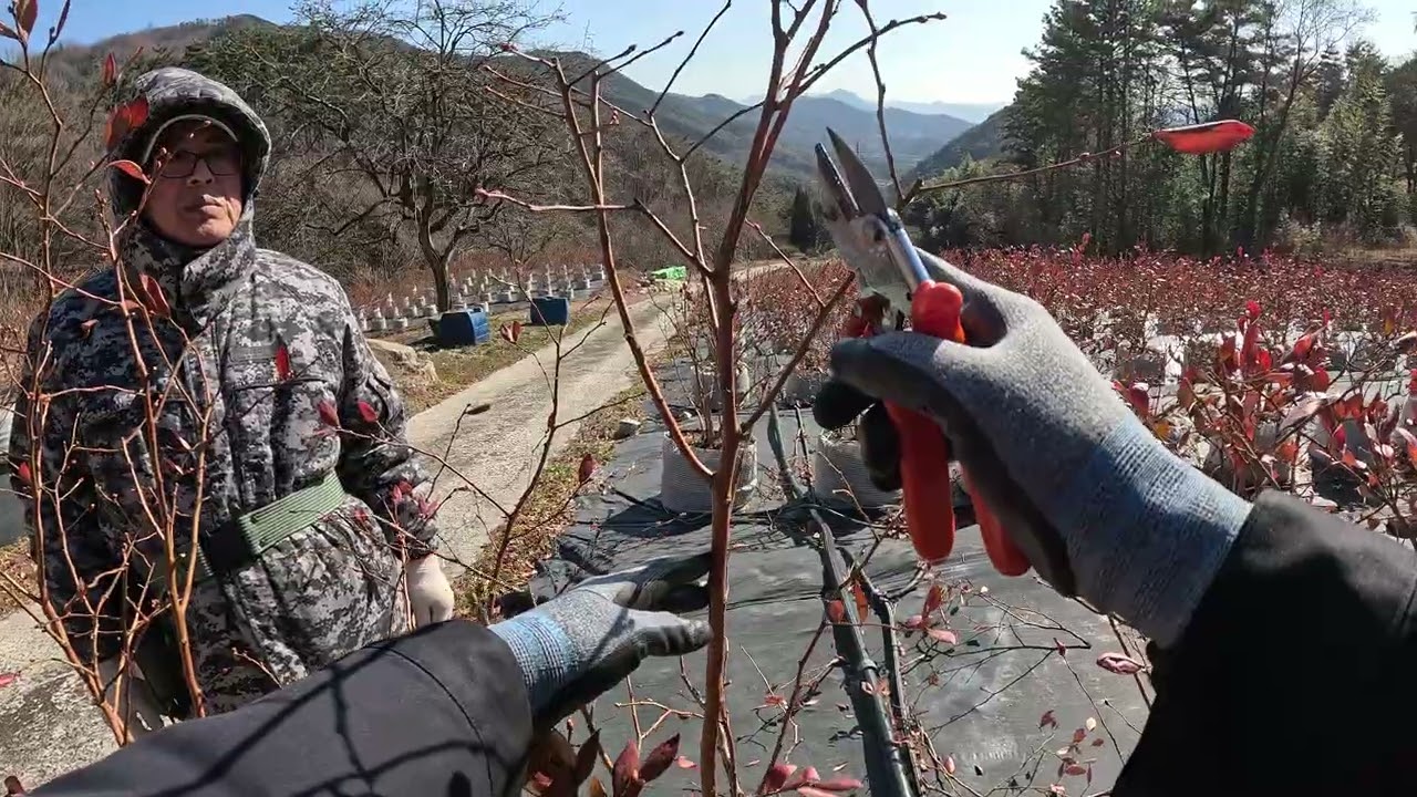 (26.01.28.)블루베리 동계전정 현장지도. 3편 (수지블루 3년차)