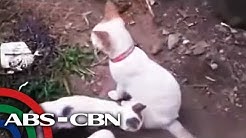 Pusa patay matapos ipagtanggol ang mga kuting laban sa cobra | TV Patrol