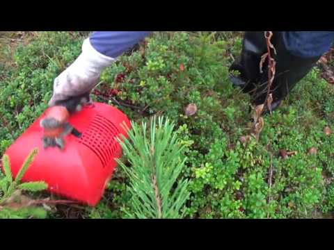 Video: Lingonberry ширесин кантип бышыруу керек