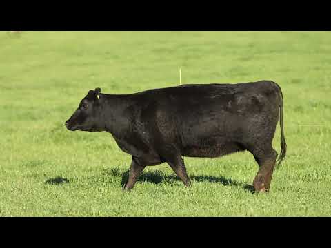 LOTE 55   836 ESMALTE ANGUS DA LIMEIRA