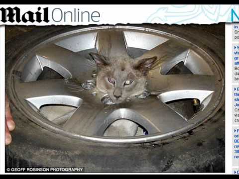 Atirei o pau no gato - Falcão