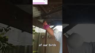 Download Lagu this is a poi  #broxh #whakairo #fyp #shorts #twitch #culture MP3