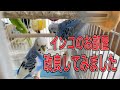 ケージの止まり木の配置を変えてみました。鳥さん初心者なりに奮闘しています。7
