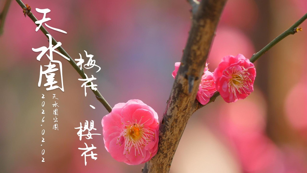 天水圍公園 #梅花 #櫻花 #白花風鈴木 #白玉蘭 鳥語花香 4K