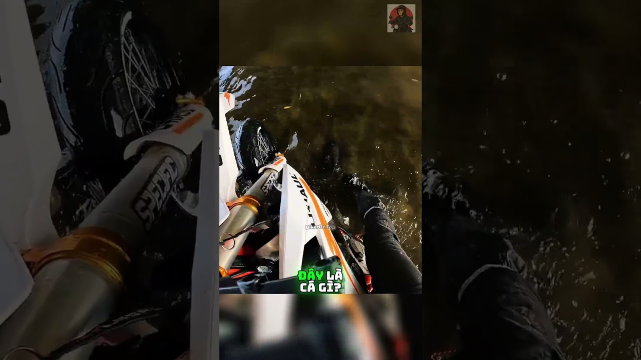 Biker tìm thấy sinh vật kỳ lạ ở kênh thoát nước! @paulsohard #shorts