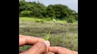 How some plants get adapted to extreme conditions?