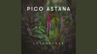 Lythraceae