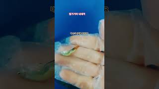 내새끼 좋은 곳으로 가렴. #호랑수월가 #탑현