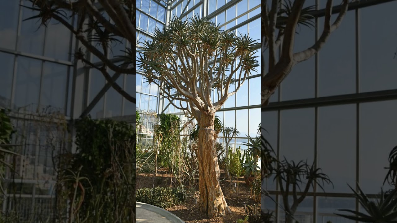 🌾⁴☆•³ Maiden’s Quiver Tree (Aloidendron ramosissimum) in Asphodel, Aloe, Haworthia Family