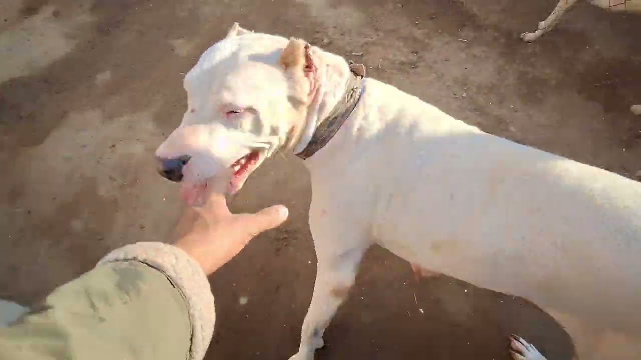 Alpha The Dogo channel Ho Gya Tha Remove 😱😭 [ALPHA THE DOGO] 