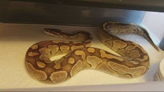 Lost pythons, Hephzibah woman searches for lost pets