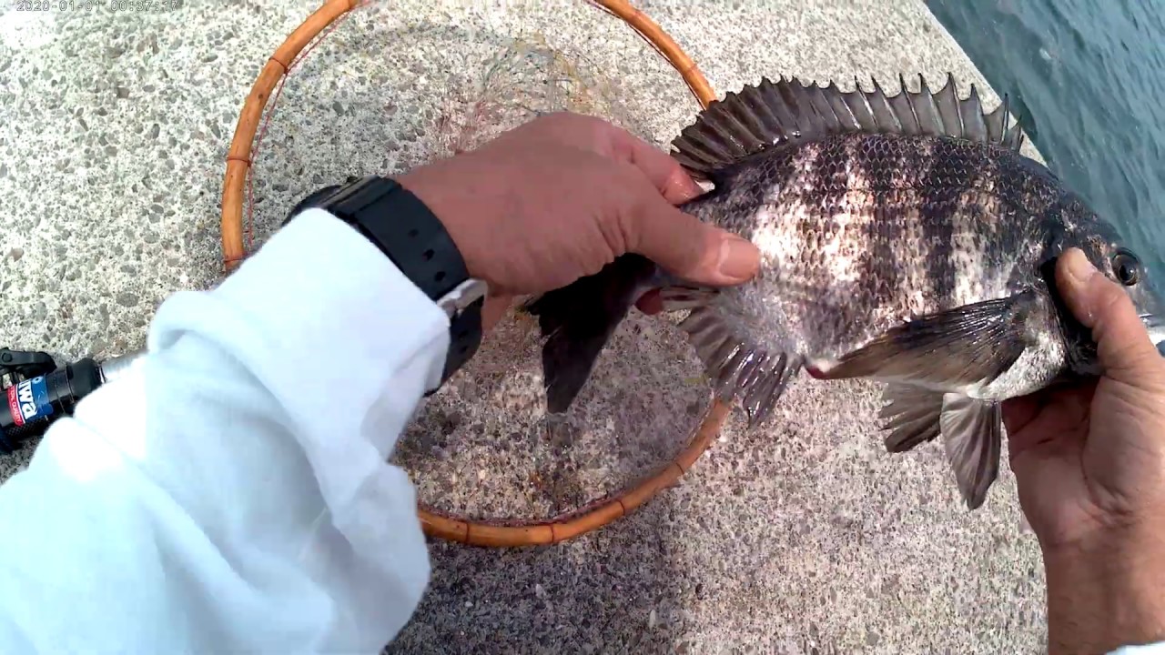 チヌ 釣り 落とし込み ピクチャー ニュース
