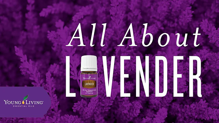 All About Lavender | Young Living Essential Oils