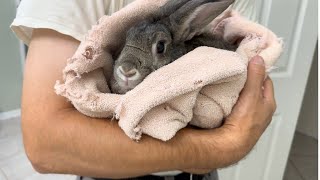 This Rabbit Finally Ran Out of Energy… 🐰😴