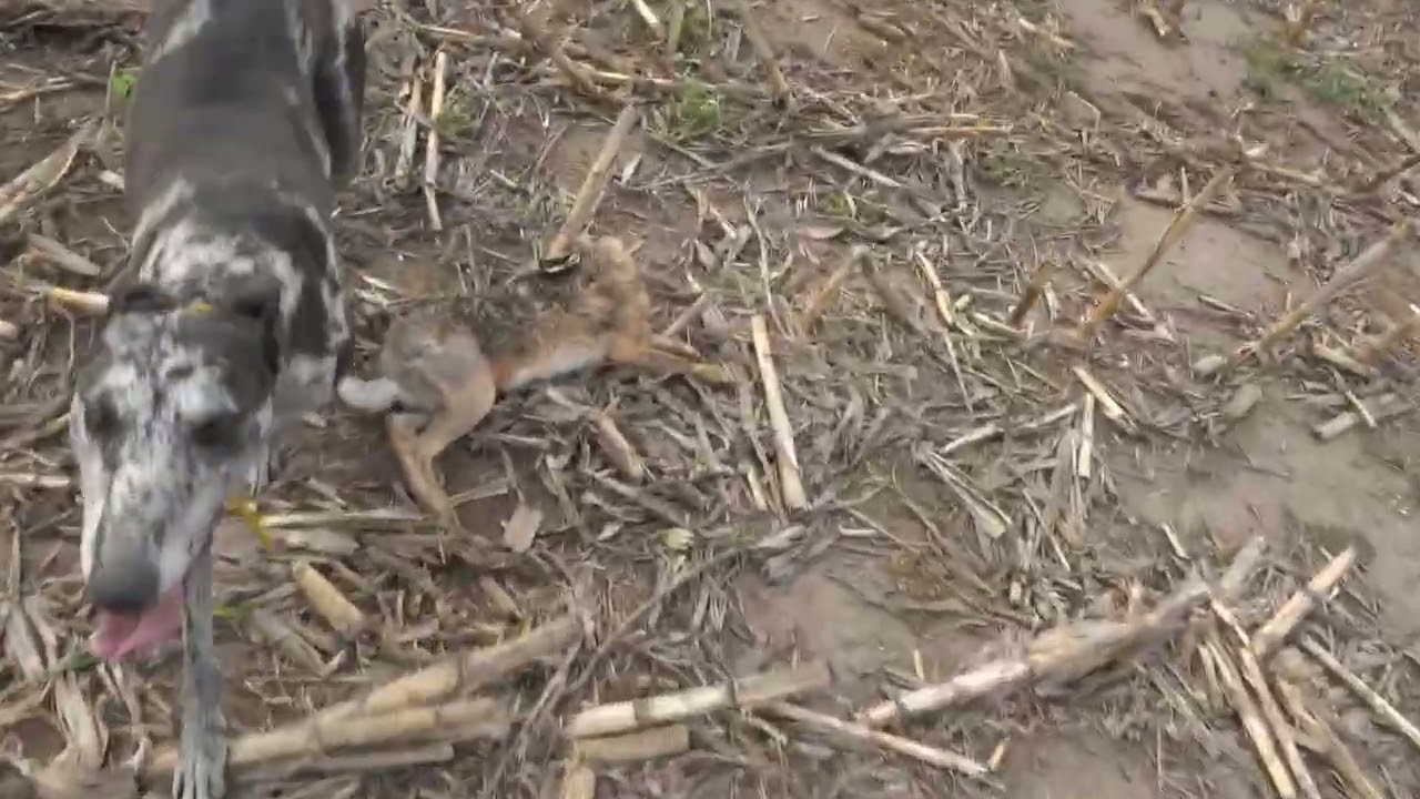 🌬😃EL DÍA MÁS VENTOSO CON LOS PEQUES.. PERDI EL CELULAR EN EL CAMPO.. 