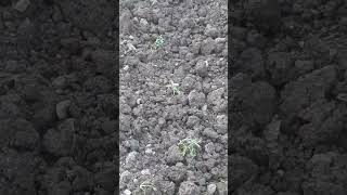 Planting tomato seedlings( domates fidesi dikimi)