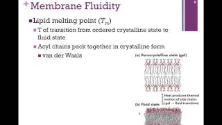 054-Lipid Bilayer & Membrane Fluidity