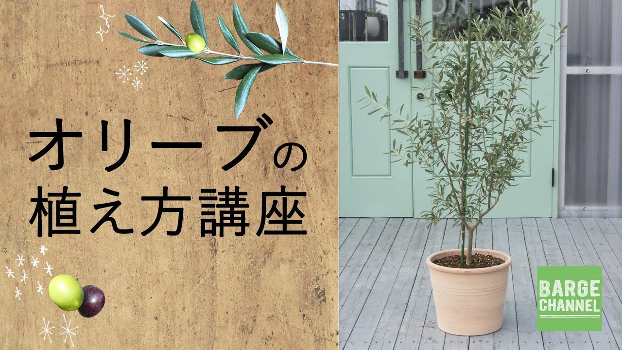 植木鉢専門店バージ オリーブの植え方講座 Youtube