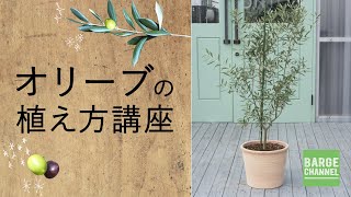 オリーブにぴったりな植木鉢とは 正しい育て方や移動が楽になるオススメの設置方法も 植木鉢ナビ