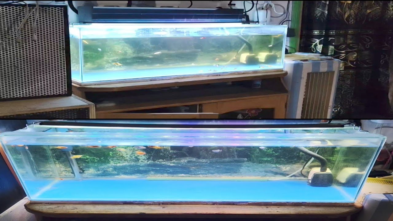 solusi terakhir jika air aquarium tidak mau jernih