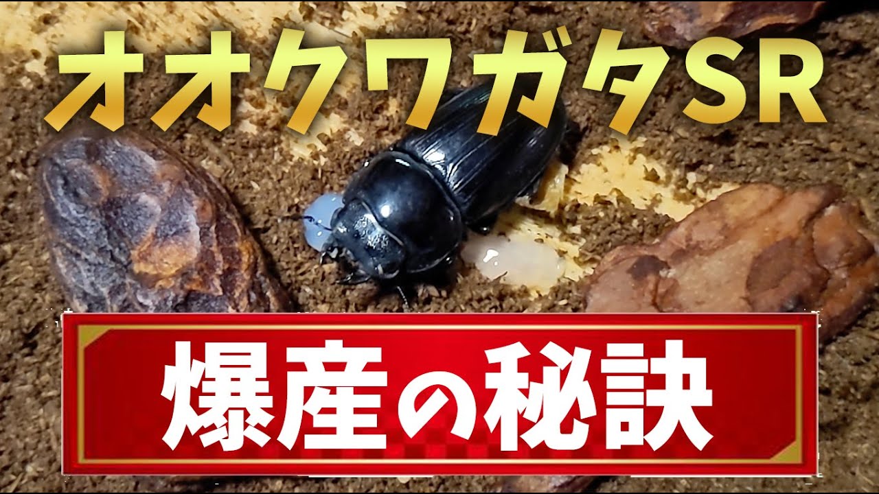 【オオクワガタSR血統】爆産の秘訣！産卵セットの組み方大公開！