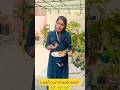 पौधों के लिए लिक्विड फर्टिलाइजर 🌱🌱#poojagarden # #leafcurl #shorts #youtube #yt #plantcare