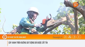 CÂY XANH TRÊN ĐƯỜNG DÃ TƯỢNG ĐÃ ĐƯỢC CẮT TỈA