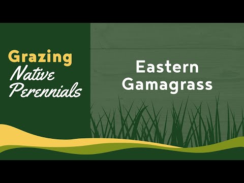 Eastern Gamagrass With Greg Judy of Green Pastures Farm - Grazing Native Perennials